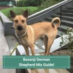 Basenji German Shepherd Mix Guide! (2023)