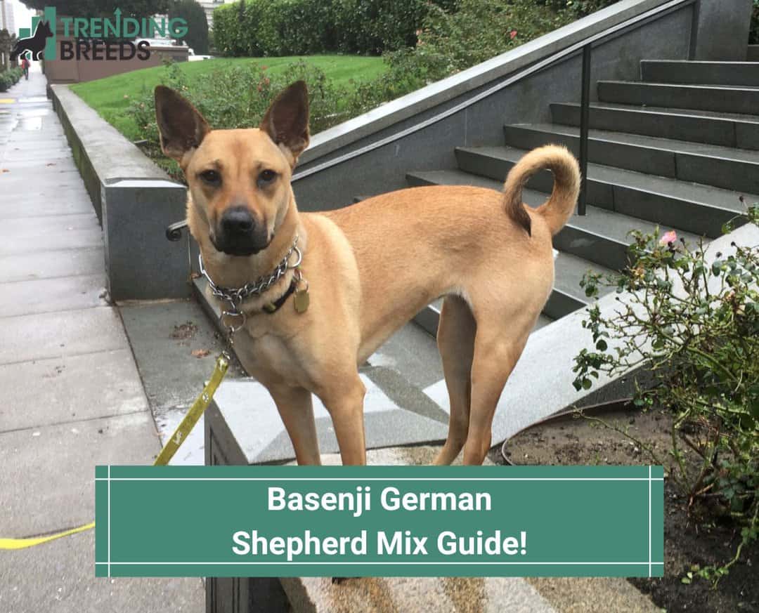 bevæge sig legeplads narre Basenji German Shepherd Mix Guide! (2023)