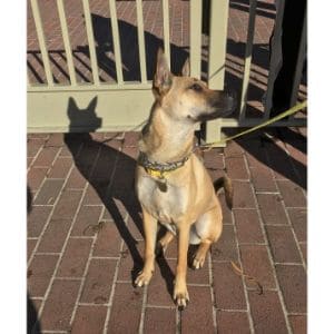 Basenji-German-Shepherd-Mix