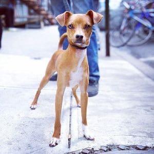 Basenji-Italian-Greyhound-Mix