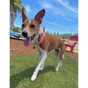 Basenji-Jack-Russel-Mix