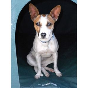 Basenji-Jack-Russell-Mix-Challenges