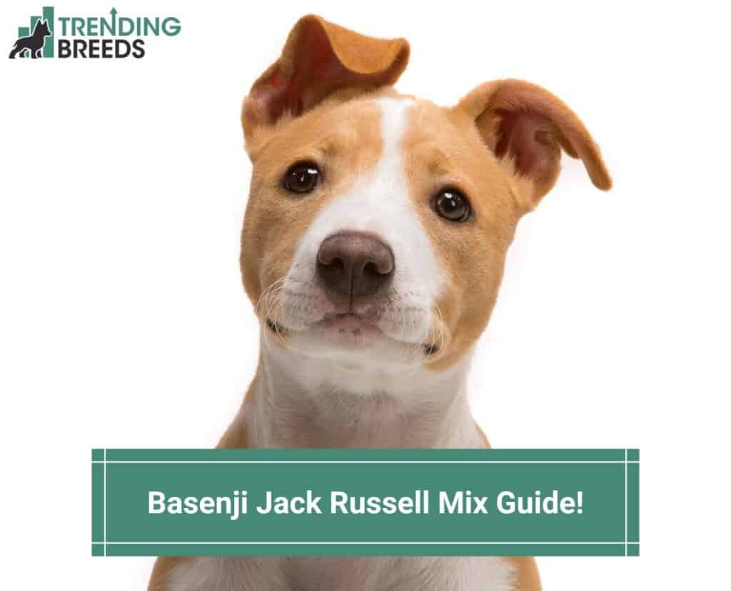 Basenji-Jack-Russell-Mix-Guide-template