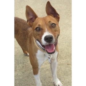 Basenji-Jack-Russell-Mix-Traits-lmao