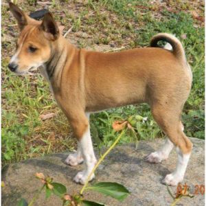 Basenji-Jack-Russell-Mix-Traits