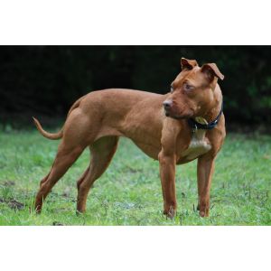 Basenji-PitBull-Mix