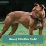 Basenji Pitbull Mix Guide! (2023)