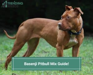 Basenji-Pitbull-Mix-Guide-template