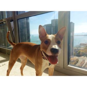 Basenji-Pitbull-Mix-Guide