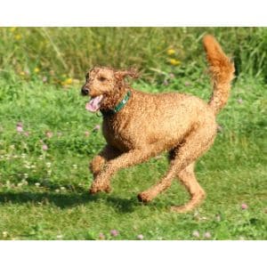 Basenji-Poodle-Mix