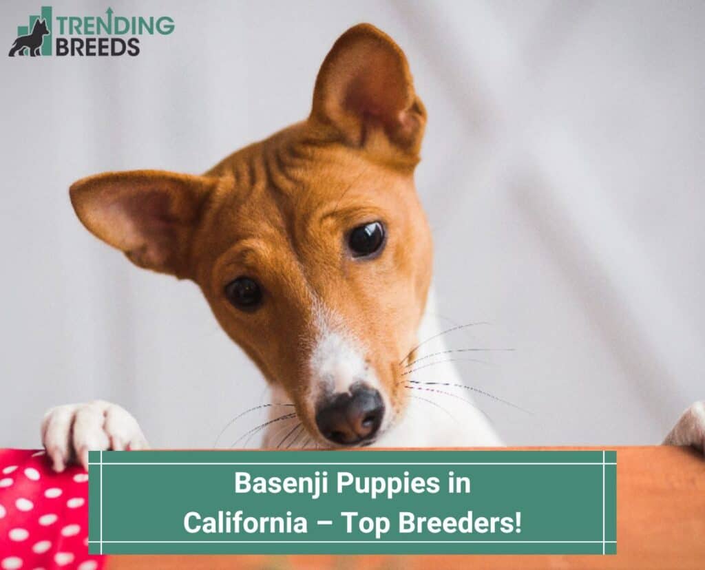 Basenji-Puppies-in-California-–-Top-Breeders-template