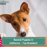 Basenji Puppies in California – Top 4 Breeders! (2022)