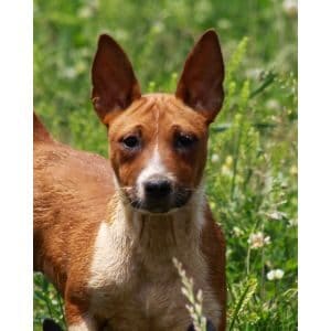 Basenji-Rat-Terrier-Mix