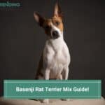 Basenji-Rat-Terrier-Mix-Guide-template
