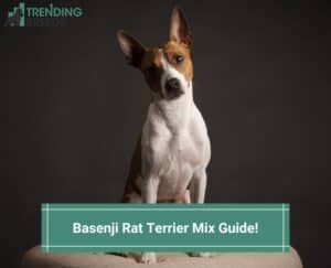 Basenji-Rat-Terrier-Mix-Guide-template