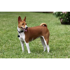 Basenji-Rescue-and-Transport