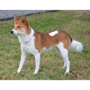 Basenji-Shiba-Inu-Mix