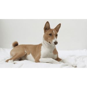 Basenji-Yodels