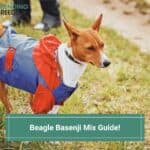 Beagle-Basenji-Mix-Guide-template