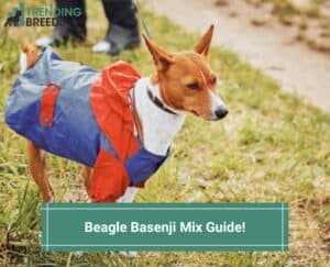 Beagle-Basenji-Mix-Guide-template