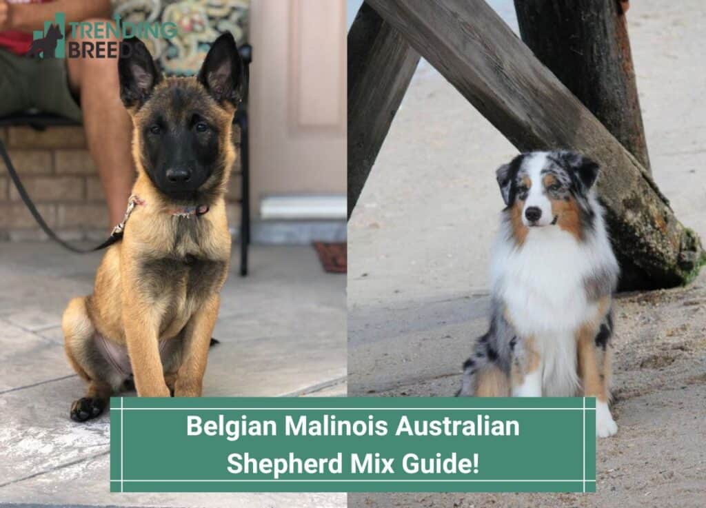 Belgian-Malinois-Australian-Shepherd-Mix-Guide-template