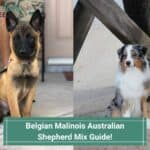 Belgian-Malinois-Australian-Shepherd-Mix-Guide-template