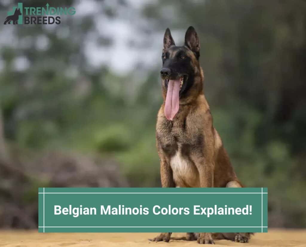 Belgian-Malinois-Colors-Explained-template