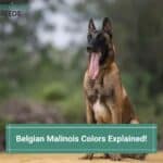 Belgian Malinois Colors Explained! (2022)