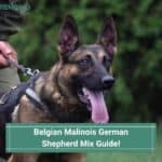 Belgian-Malinois-German-Shepherd-Mix-Guide-template