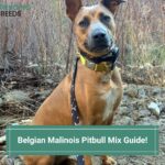 The Best Belgian Malinois Pitbull Mix Guide! (2022)