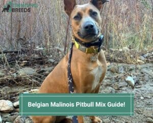 Belgian-Malinois-Pitbull-Mix-Guide-template