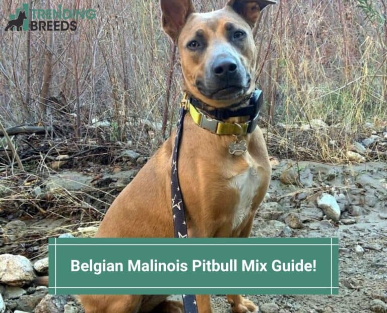 The Best Belgian Malinois Pitbull Mix Guide! (2022)