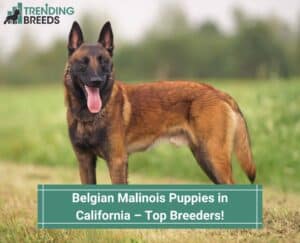 Belgian-Malinois-Puppies-in-California-–-Top-5-Breeders-template