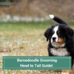 Bernedoodle-Grooming-Head-to-Tail-Guide-template