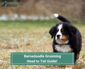 Bernedoodle-Grooming-Head-to-Tail-Guide-template