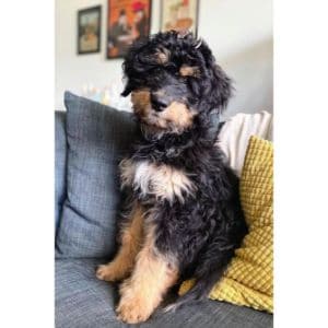 Bernedoodle-Phantoms-Need-Less-Exercise-than-Other-Doodle-Crossbreeds
