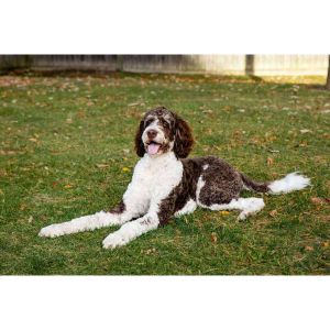 Bernedoodle-Puppies-For-Sale-in-The-USA