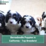 Bernedoodle-Puppies-in-California-Top-Breeders-template
