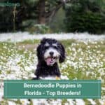 Bernedoodle-Puppies-in-Florida-Top-Breeders-template