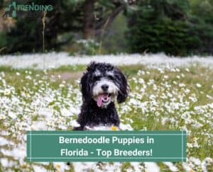 Bernedoodle-Puppies-in-Florida-Top-Breeders-template