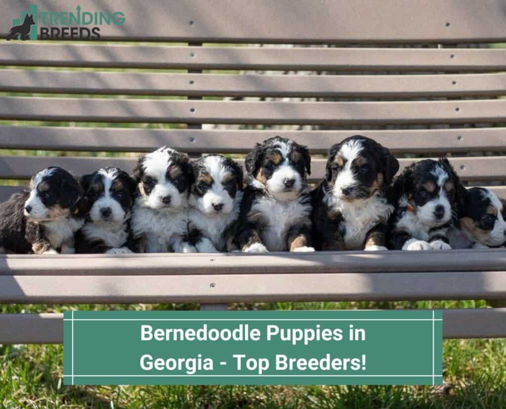 Bernedoodle-Puppies-in-Georgia-Top-Breeders-template