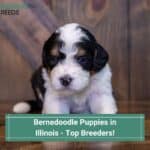 Bernedoodle-Puppies-in-Illinois-Top-Breeders-template