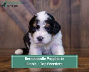 Bernedoodle-Puppies-in-Illinois-Top-Breeders-template