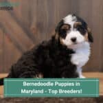 Bernedoodle-Puppies-in-Maryland-Top-Breeders-template