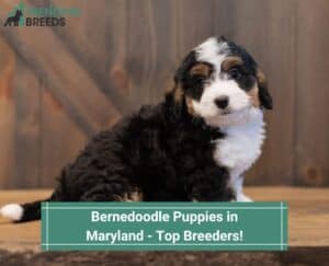 Bernedoodle-Puppies-in-Maryland-Top-Breeders-template