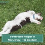 Bernedoodle-Puppies-in-New-Jersey-Top-Breeders-template