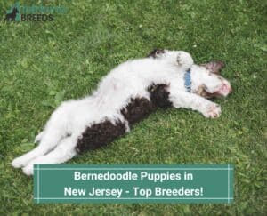 Bernedoodle-Puppies-in-New-Jersey-Top-Breeders-template