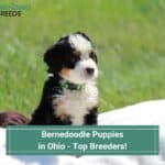 Bernedoodle-Puppies-in-Ohio-Top-Breeders-template