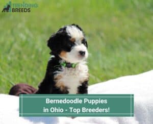 Bernedoodle-Puppies-in-Ohio-Top-Breeders-template