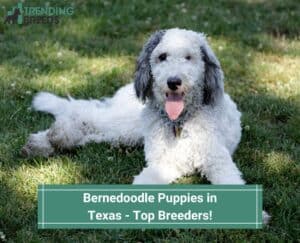 Bernedoodle-Puppies-in-Texas-Top-Breeders-template